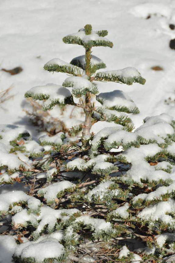 Desde pequenas, as árvores precisam aprender a conviver com a neve em Mount Shasta, na Califórnia, nos Estados Unidos